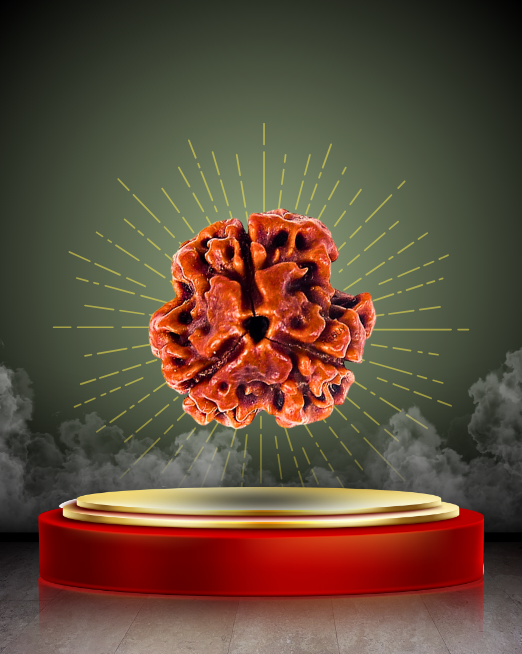🕉️ 3 Mukhi Rudraksha