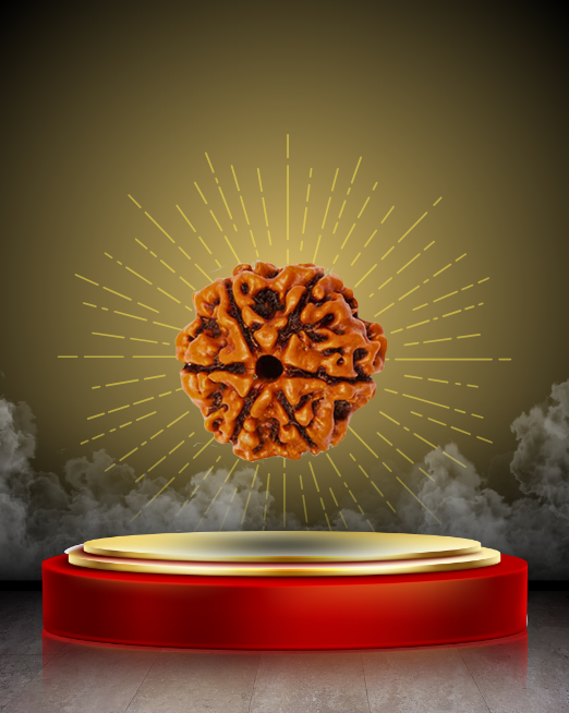 🕉️ 6 Mukhi Rudraksha