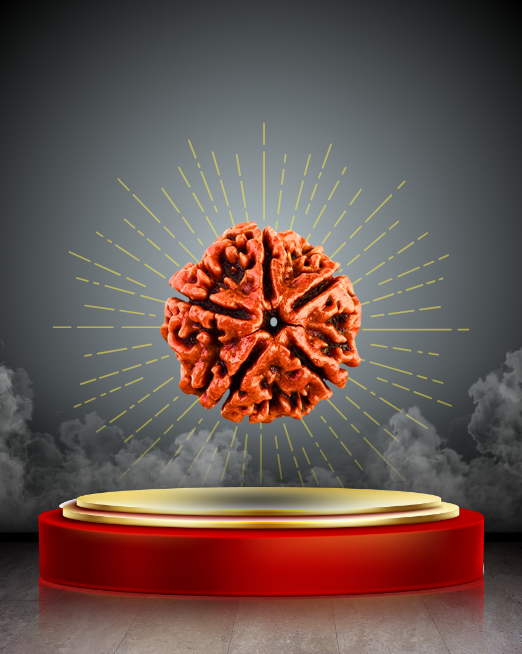 🕉️ 5 Mukhi Rudraksha