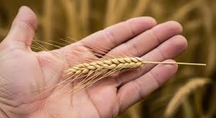 Anna Seva (Offering Food to the Needy)